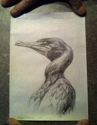 Mr. Boorujy’s drawing of a double-crested cormorant, enclosed in the bottle found in France. (Photo: Brigitte Barthelemy)