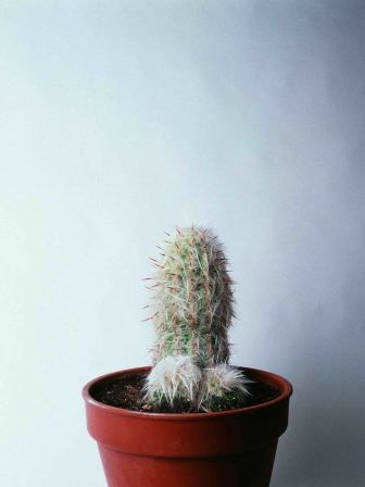 'Un cactus más'. 2002 Serie "un / una más" Acción fotográfica