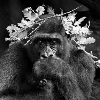 © Isabel Muñoz. Serie Primates, 2015 121 x 145 cm. Platinotipia 