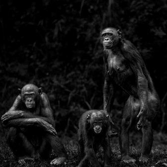  © Isabel Muñoz. Serie Primates, 2014 121 x 145 cm. Platinotipia