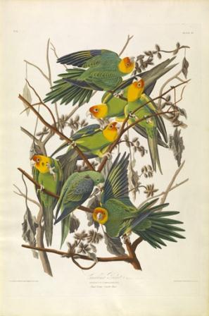 John James Audubon, Carolina Parrot, c. 1828.  Virginia Museum of Fine Arts, Richmond. Gift of Alma and Harry Coon.  © Virginia Museum of Fine Arts. Photo: Travis Fullerton.