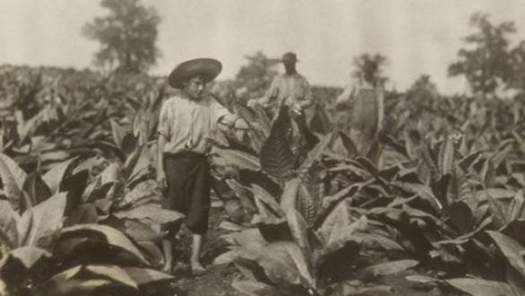 niño trabajando- Lewis Hine, Topping Tobacco, Winchester, KY, 1916, Gelatin Silverprint, 4 1/2 x 6 13/16 inches, Courtesy of The Bass