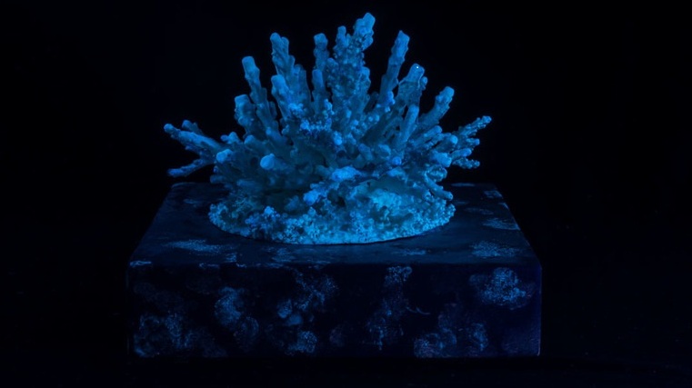 Hybrid Corals and Virtual Exhibitions