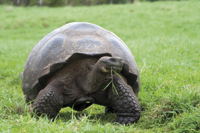 La tortuga galápago, símbolo de este paraíso natural de Ecuador.
