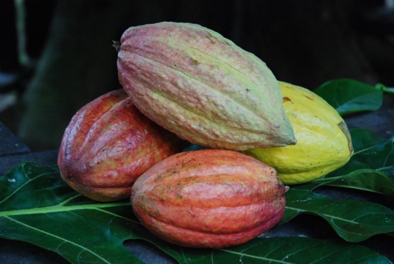Fruto natural de BAracoa
