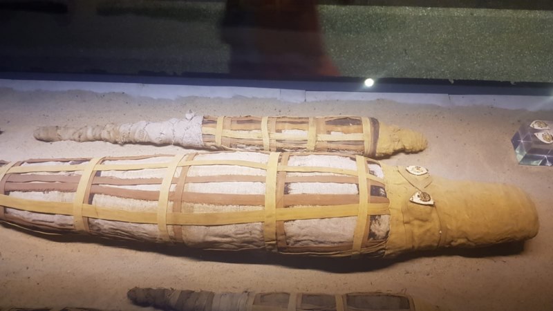 Cocodrilos momificados encontrados en las tumbas de los faraones