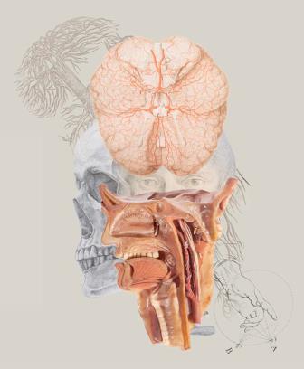 La exposición “Arte y Carne: la anatomía a la luz de la ilustración” se prorroga 