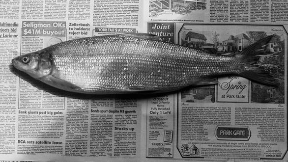Fish, 1985. Impresión en gelatina de plata 40,64 x 50,8 cm. © The Robert Mapplethorpe Foundation