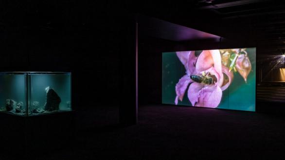 Pierre Huyghe, De-Extinction, 2014 Film, color, stereo sound. 12 min. 38 sec. Courtesy of the artist; Marian Goodman Gallery, New York; Esther Schipper, Berlin; Hauser and Wirth Gallery, London; Galerie Chantal Crousel, Paris © Pierre Huyghe